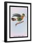 Hummingbird: Female Trochilus Ornatus-Sir William Jardine-Framed Art Print