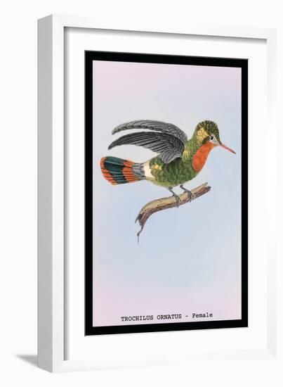 Hummingbird: Female Trochilus Ornatus-Sir William Jardine-Framed Art Print