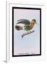 Hummingbird: Female Trochilus Ornatus-Sir William Jardine-Framed Art Print