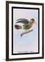 Hummingbird: Female Trochilus Ornatus-Sir William Jardine-Framed Art Print