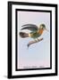 Hummingbird: Female Trochilus Ornatus-Sir William Jardine-Framed Art Print