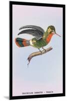 Hummingbird: Female Trochilus Ornatus-Sir William Jardine-Mounted Art Print