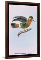 Hummingbird: Female Trochilus Ornatus-Sir William Jardine-Framed Art Print