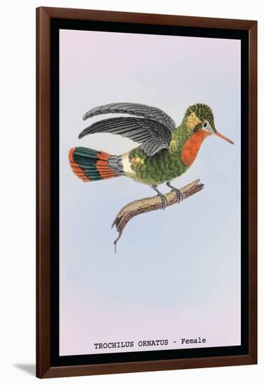 Hummingbird: Female Trochilus Ornatus-Sir William Jardine-Framed Art Print