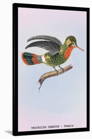 Hummingbird: Female Trochilus Ornatus-Sir William Jardine-Stretched Canvas