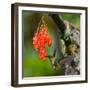 Hummingbird Flies to Flower. Ecuador. South America. an Excellent Illustration.-GUDKOV ANDREY-Framed Photographic Print