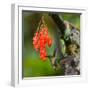 Hummingbird Flies to Flower. Ecuador. South America. an Excellent Illustration.-GUDKOV ANDREY-Framed Photographic Print