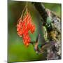 Hummingbird Flies to Flower. Ecuador. South America. an Excellent Illustration.-GUDKOV ANDREY-Mounted Photographic Print