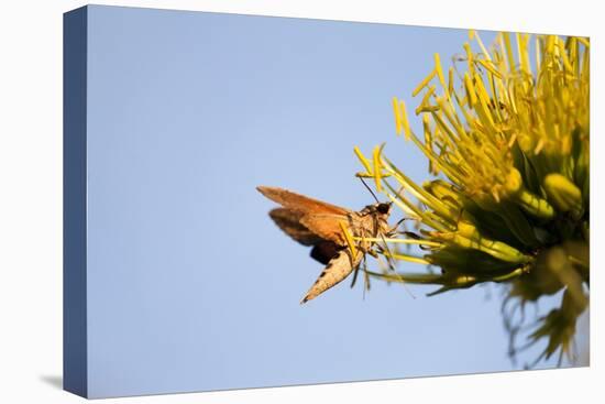 Hummingbird Hawk Moth, Baja, Mexico-null-Stretched Canvas