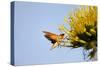 Hummingbird Hawk Moth, Baja, Mexico-null-Stretched Canvas