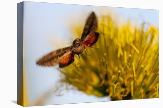 Hummingbird Hawk Moth, Baja, Mexico-null-Stretched Canvas