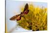 Hummingbird Hawk Moth, Baja, Mexico-null-Stretched Canvas