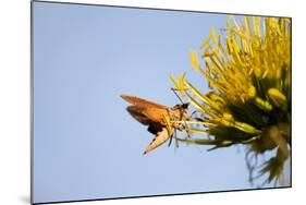 Hummingbird Hawk Moth, Baja, Mexico-null-Mounted Photographic Print