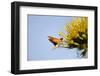 Hummingbird Hawk Moth, Baja, Mexico-null-Framed Photographic Print