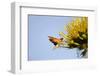 Hummingbird Hawk Moth, Baja, Mexico-null-Framed Photographic Print