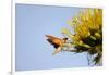 Hummingbird Hawk Moth, Baja, Mexico-null-Framed Photographic Print