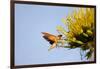 Hummingbird Hawk Moth, Baja, Mexico-null-Framed Photographic Print