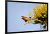 Hummingbird Hawk Moth, Baja, Mexico-null-Framed Photographic Print