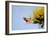 Hummingbird Hawk Moth, Baja, Mexico-null-Framed Photographic Print