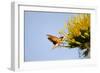 Hummingbird Hawk Moth, Baja, Mexico-null-Framed Photographic Print