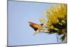 Hummingbird Hawk Moth, Baja, Mexico-null-Mounted Photographic Print