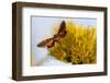 Hummingbird Hawk Moth, Baja, Mexico-null-Framed Photographic Print