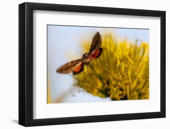 Hummingbird Hawk Moth, Baja, Mexico-null-Framed Photographic Print