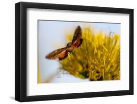 Hummingbird Hawk Moth, Baja, Mexico-null-Framed Photographic Print