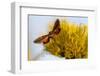 Hummingbird Hawk Moth, Baja, Mexico-null-Framed Photographic Print