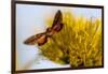 Hummingbird Hawk Moth, Baja, Mexico-null-Framed Photographic Print