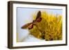 Hummingbird Hawk Moth, Baja, Mexico-null-Framed Photographic Print