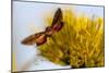 Hummingbird Hawk Moth, Baja, Mexico-null-Mounted Photographic Print