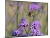 Hummingbird hawk moth feeding on Verbena flowers, UK-Ernie Janes-Mounted Photographic Print