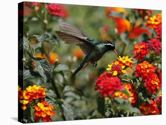 Hummingbird Hovers over a Patch of Flowers as it Collects Nectar in Mexico City-null-Stretched Canvas