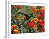 Hummingbird Hovers over a Patch of Flowers as it Collects Nectar in Mexico City-null-Framed Photographic Print