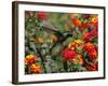 Hummingbird Hovers over a Patch of Flowers as it Collects Nectar in Mexico City-null-Framed Photographic Print