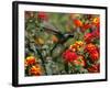 Hummingbird Hovers over a Patch of Flowers as it Collects Nectar in Mexico City-null-Framed Photographic Print