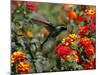 Hummingbird Hovers over a Patch of Flowers as it Collects Nectar in Mexico City-null-Mounted Photographic Print