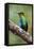 Hummingbird I-Larry Malvin-Framed Stretched Canvas