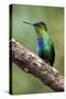 Hummingbird I-Larry Malvin-Stretched Canvas