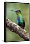 Hummingbird I-Larry Malvin-Framed Stretched Canvas