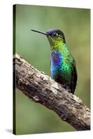 Hummingbird I-Larry Malvin-Stretched Canvas