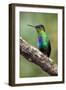 Hummingbird I-Larry Malvin-Framed Premium Photographic Print