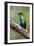 Hummingbird I-Larry Malvin-Framed Premium Photographic Print