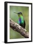 Hummingbird I-Larry Malvin-Framed Premium Photographic Print