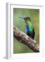 Hummingbird I-Larry Malvin-Framed Premium Photographic Print