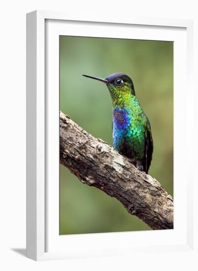 Hummingbird I-Larry Malvin-Framed Premium Photographic Print