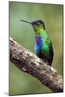 Hummingbird I-Larry Malvin-Mounted Premium Photographic Print
