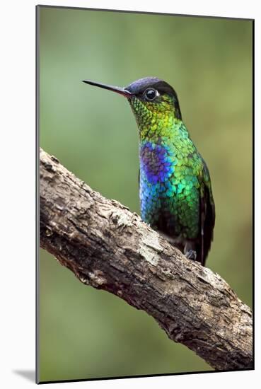 Hummingbird I-Larry Malvin-Mounted Premium Photographic Print