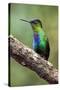 Hummingbird I-Larry Malvin-Stretched Canvas